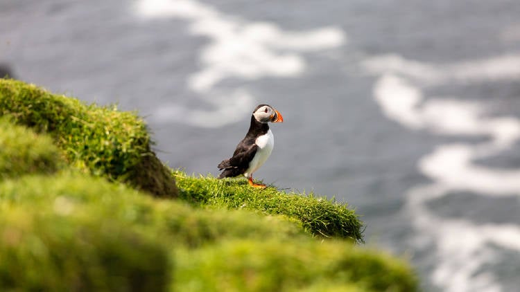 pajaro islas faroe