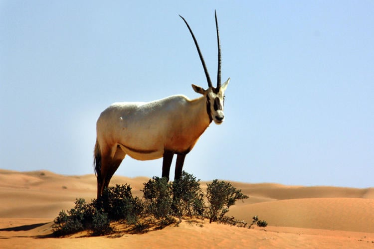 oryx oryx
