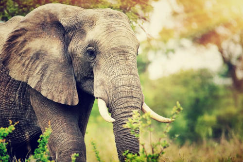 elefante AdobeStock_124388742 elefante AdobeStock_124388742