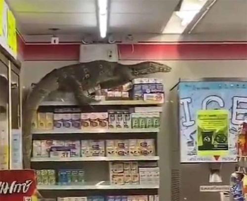 Lagarto gigante ingresó en un supermercado tailandés y causó terror entre los cl