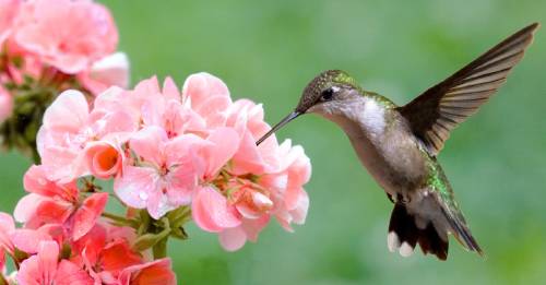 La historia de este colibrí te recordará que hasta las acciones más pequeñas pueden cambiar el mundo