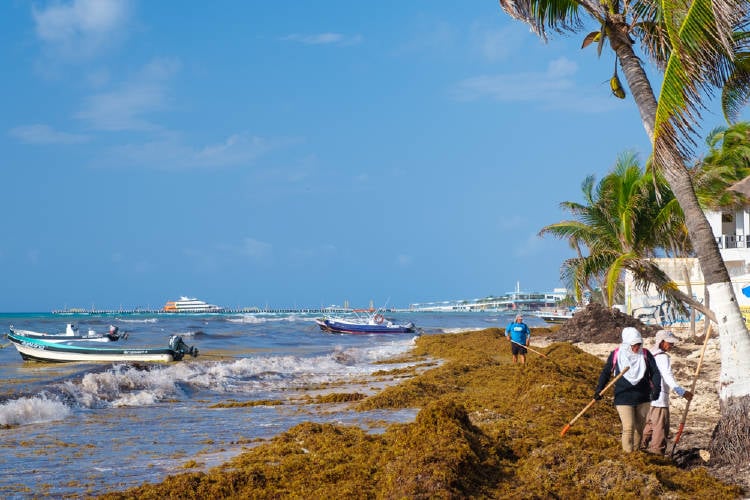 Sargazo en playa del carmen y la suciedad de las playas