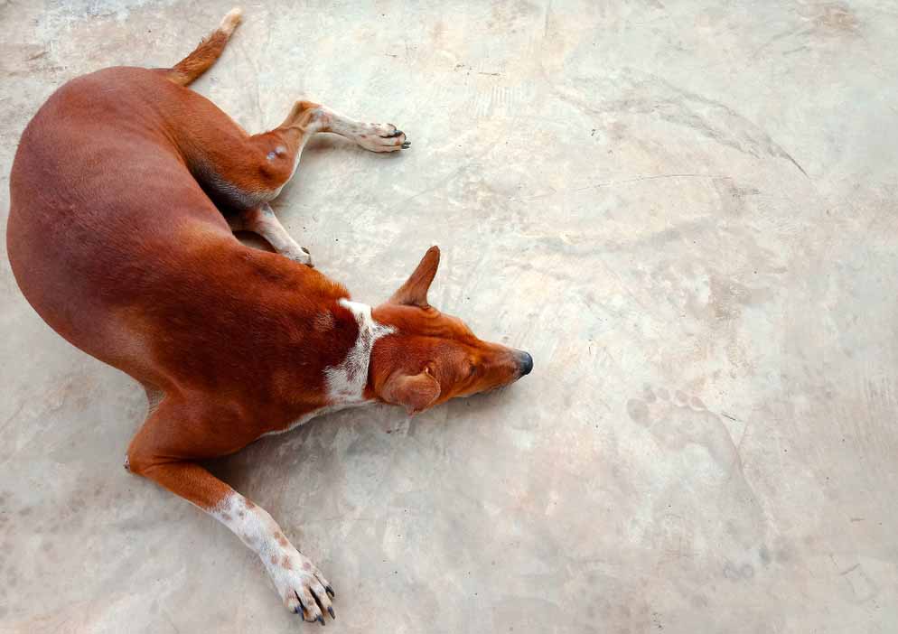 perro dormido7 perro dormido7