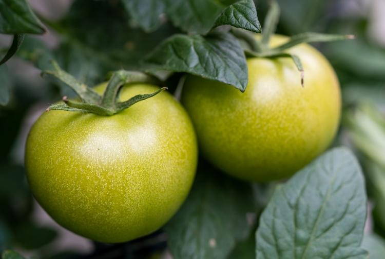 planta de tomate verde en maceta