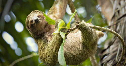 Los animales también sufren los incendios en el Amazonas