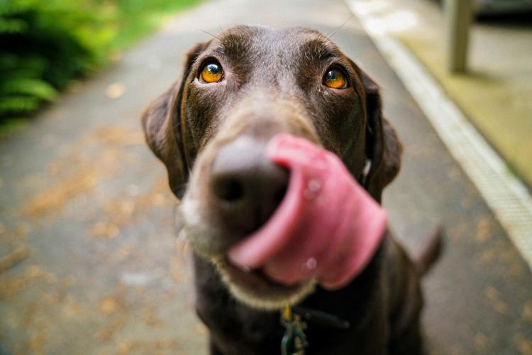 perros curiosidades