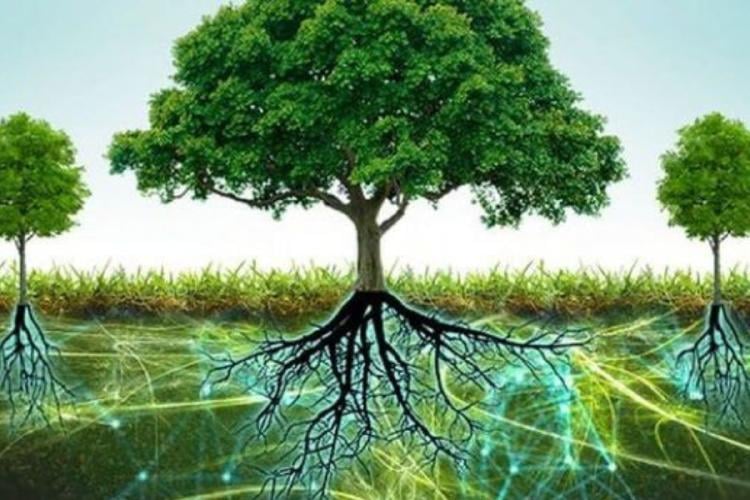 Arboles Los árboles comparten recursos como agua y señales químicas (Foto: Pinterest)