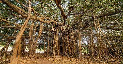 Thimmamma Marrimanu: un solo árbol que forma un bosque de 19.000 m2
