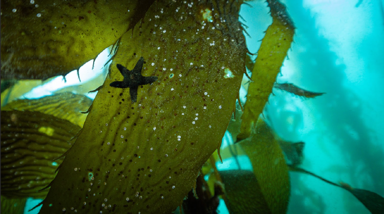 Estrella de mar en la fronda de una macroalga. Foto por Rod Sanchez.