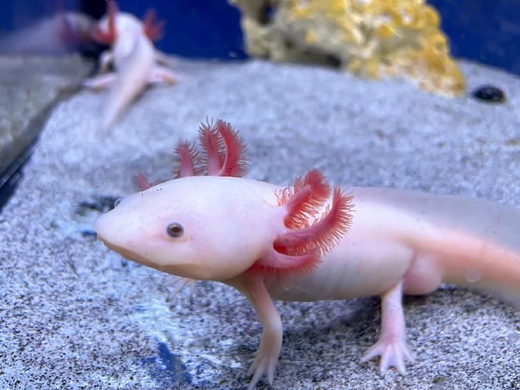 Regeneración Regeneración