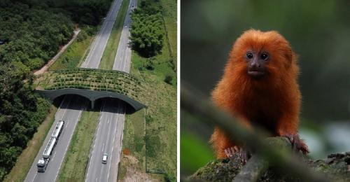 Puente Brasil Tití Puente Brasil Tití