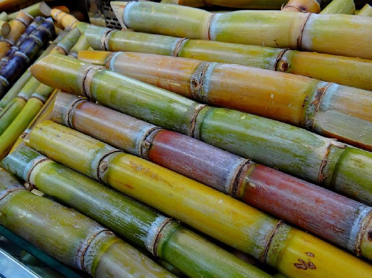 sugar-cane-276242_960_720