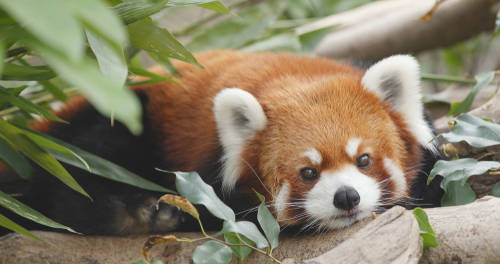 panda rojo Panda rojo: está en peligro de extinción por la deforestación