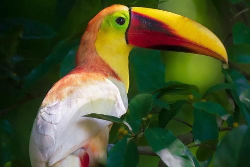 tucan Tucán unicornio (Pinterest)