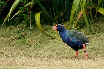 takahe AdobeStock_101576072