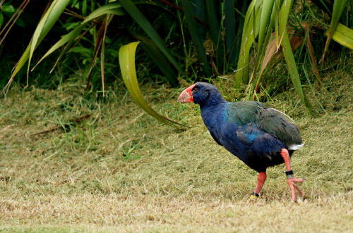 takahe AdobeStock_101576072 takahe AdobeStock_101576072