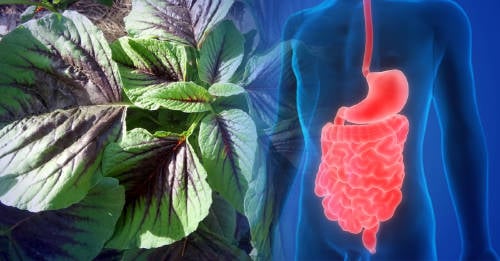 quelites plantas mexicanas propiedades nutricionales quelites plantas mexicanas propiedades nutricionales