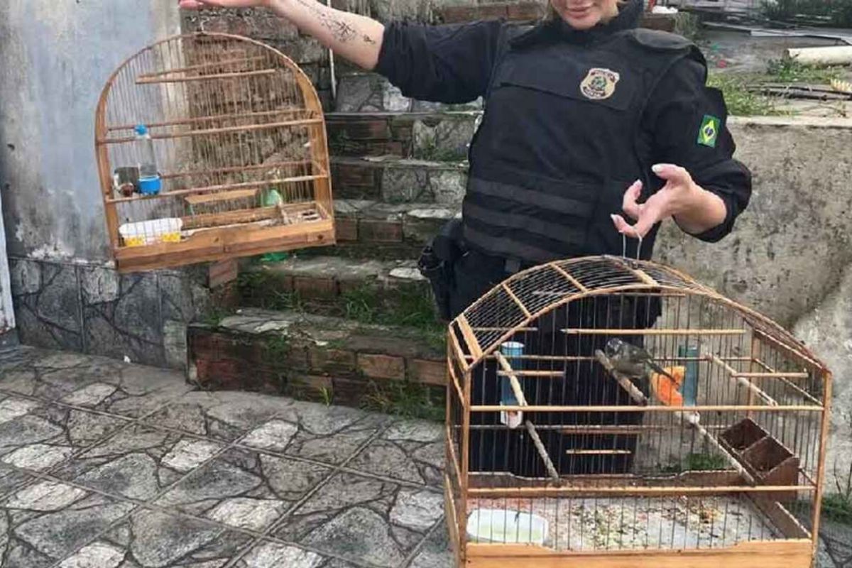 Tráfico de fauna silvestre: las especies más buscadas. (Fuente: noticiasmabientales.com)