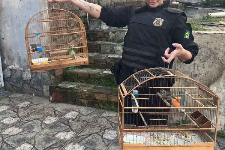 animales Tráfico de fauna silvestre: las especies más buscadas. (Fuente: noticiasmabientales.com)