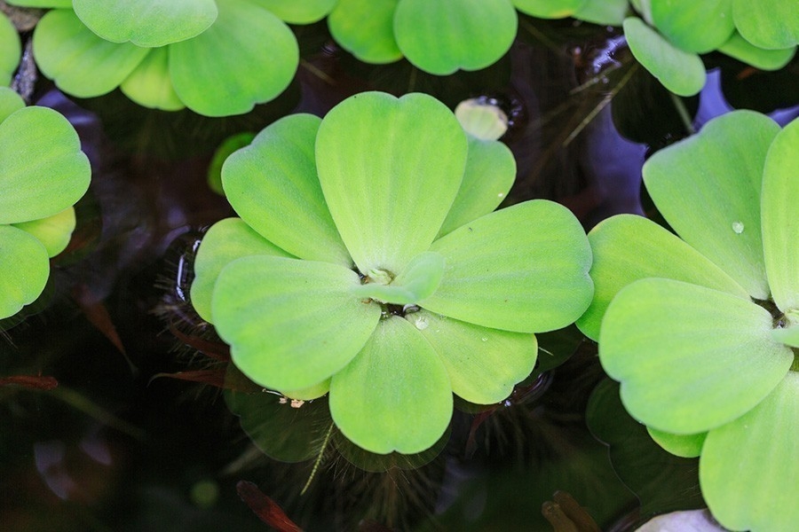 Cómo purificar el agua de la piscina con plantas | Bioguia