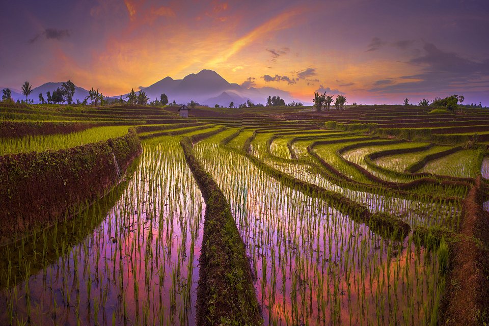 \\\'Beauty morning reflection of red sky, with amazing pattern of terrace rice fields in north bengkulu\\\' por @rahmadhimawan (Indonesia) \\\'Beauty morning reflection of red sky, with amazing pattern of terrace rice fields in north bengkulu\\\' por @rahmadhimawan (Indonesia)