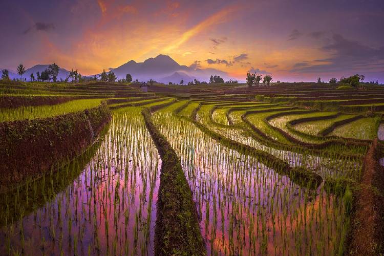 \\\'Beauty morning reflection of red sky, with amazing pattern of terrace rice fields in north bengkulu\\\' por @rahmadhimawan (Indonesia)