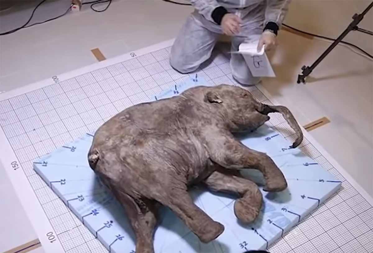 mamut bebe mamut bebe