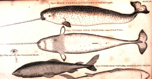 unicornios mar narvales unicornios mar narvales