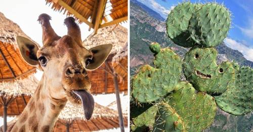 10 fotos que prueban lo divertida que es la naturaleza