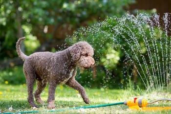 Golpe de calor en perros