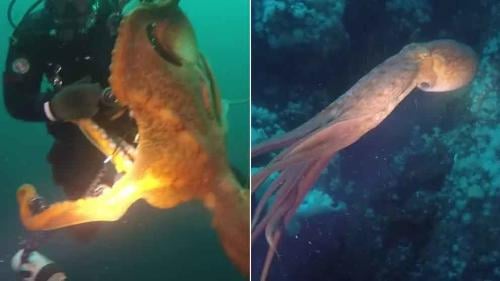 pulpo gigante pulpo gigante