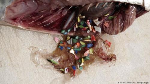 Peces de aguas profundas con restos de plásticos Peces de aguas profundas con restos de plásticos