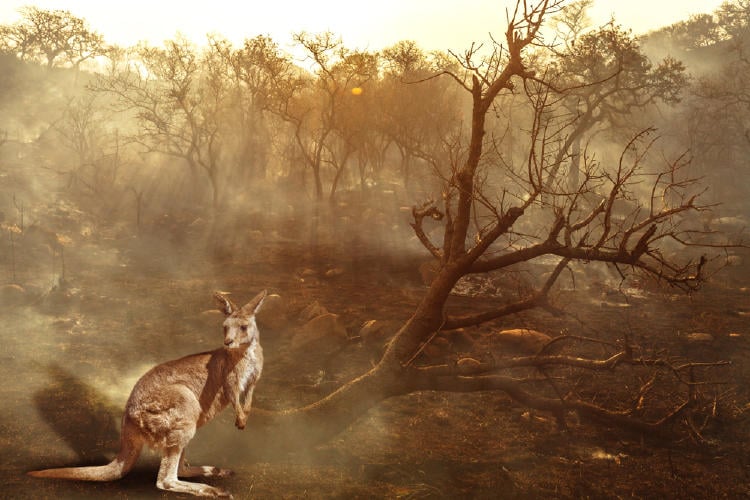 australia incendios