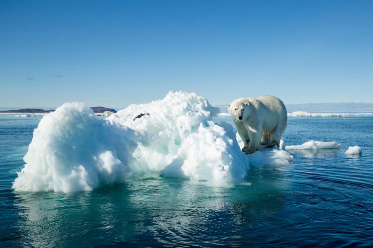 crisis climática cero neto