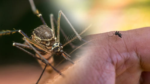 El mosquito negro que podría quitarte la vida con su picadura El mosquito negro que podría quitarte la vida con su picadura
