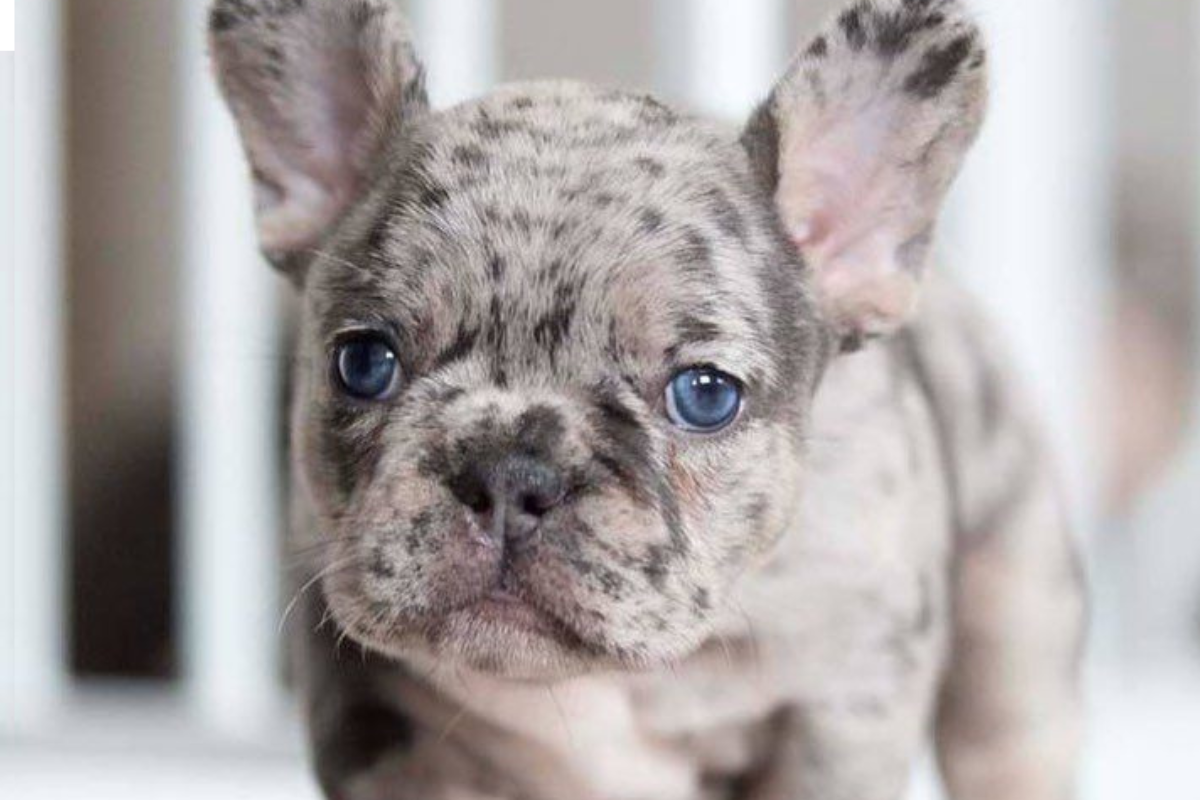 bulldog merle Este bulldog se roba miradas con su pelaje manchado y su personalidad juguetona y afectuosa. (Foto: Pinterest)