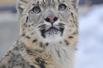 curiosidades  leopardo de las nieves
