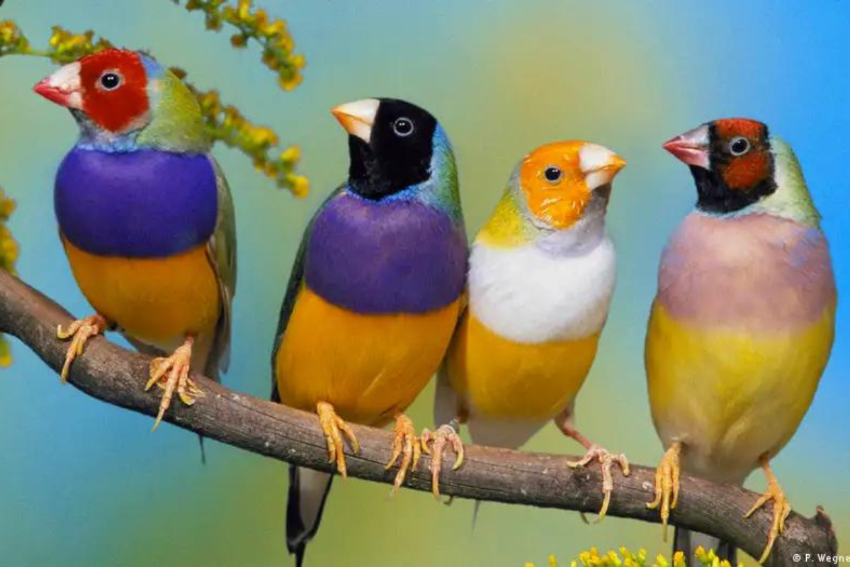 Collage portadas notas(14) Collage portadas notas(14)