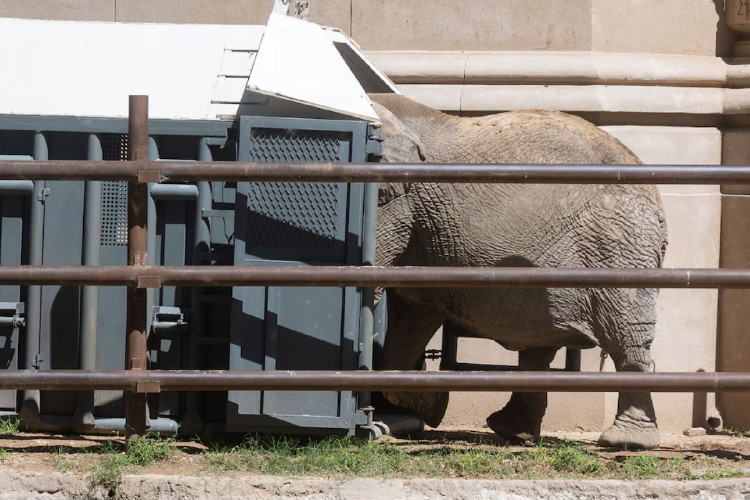 pupy El momento en que Pupy pisa la caja especialmente diseñada para el viaje hasta el santuario de Brasil (Prensa GCBA /Juan Manuel Llorens)