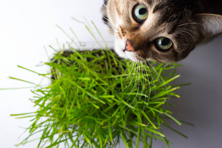 Un gato comiendo pasto