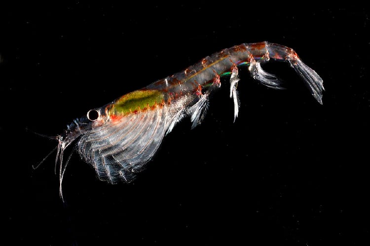 kril antártico kril antártico