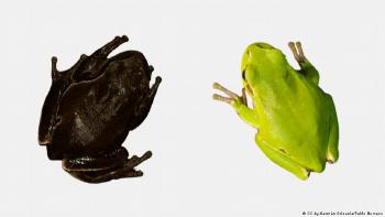 Ranas de Chernobil Ranas de Chernobil