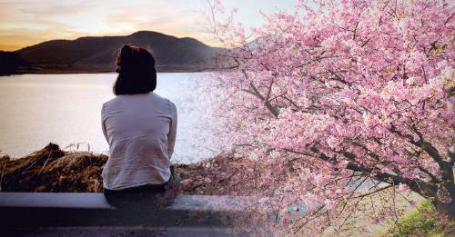 La leyenda del Sakura y un mensaje que no deja a nadie indiferente La leyenda del Sakura y un mensaje que no deja a nadie indiferente