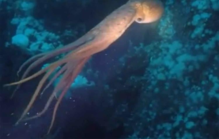 pulpo gigante3 pulpo gigante3