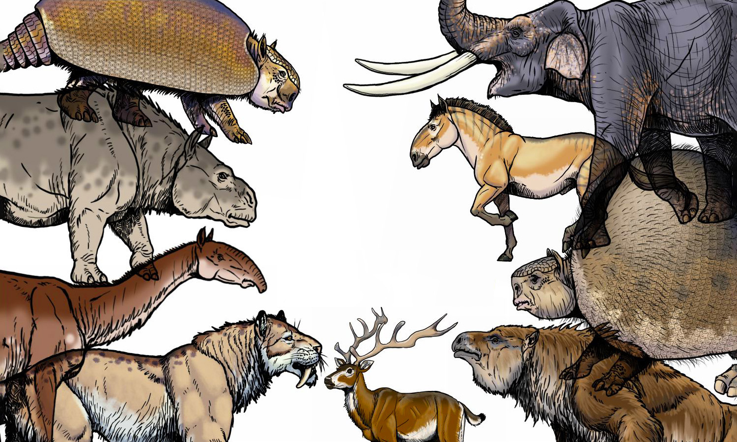 Megafauna Megafauna