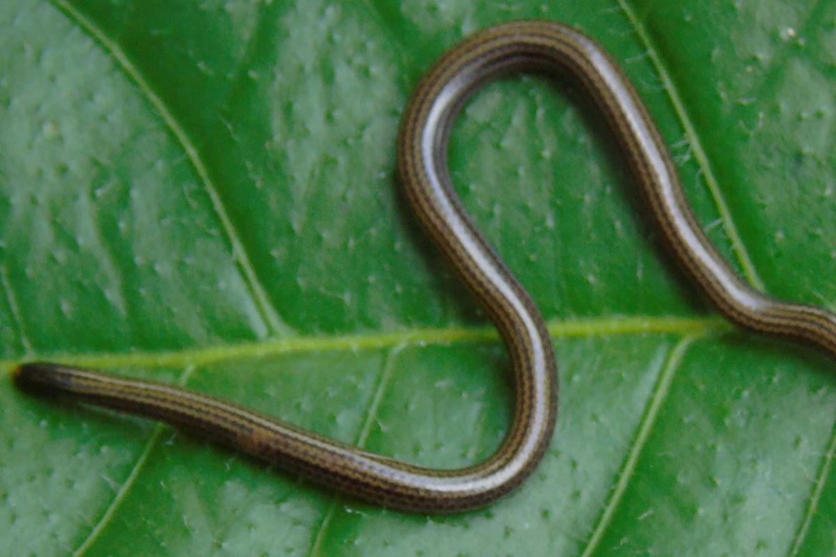 Es una serpiente diminuta, de hábitos subterráneos y ciega, que puede pasar desapercibida con facilidad. (Carnivorescarltoncarnivores.com)