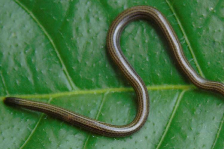 serpiente Es una serpiente diminuta, de hábitos subterráneos y ciega, que puede pasar desapercibida con facilidad. (Carnivorescarltoncarnivores.com)