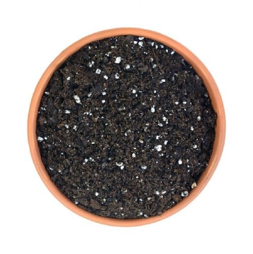 maceta para uvas Paso a paso: ¿Cómo puedes cultivar uvas en tu casa?