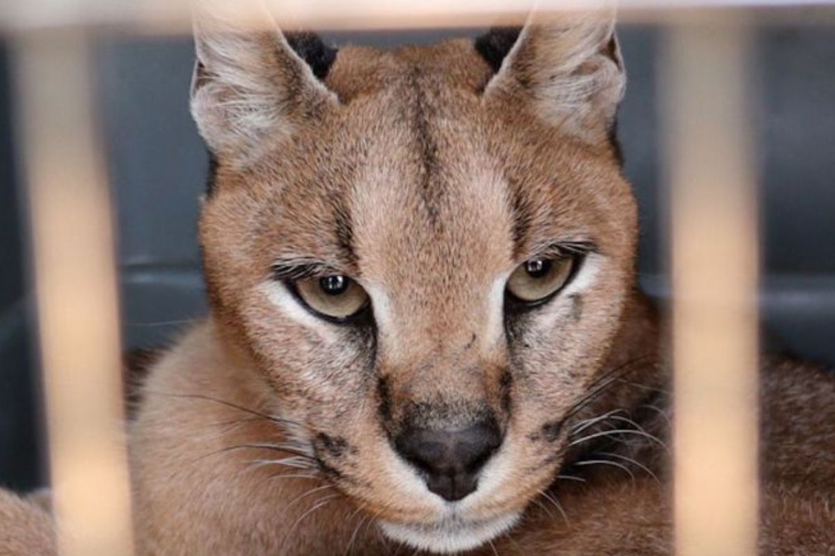 Caracal rescatado en Sanlúcar. (lavozdelsur.es)