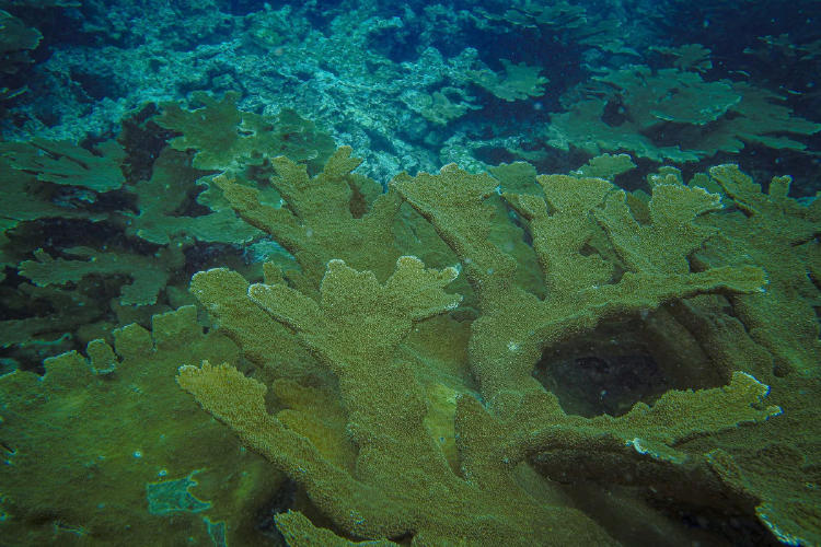 corales colombia2